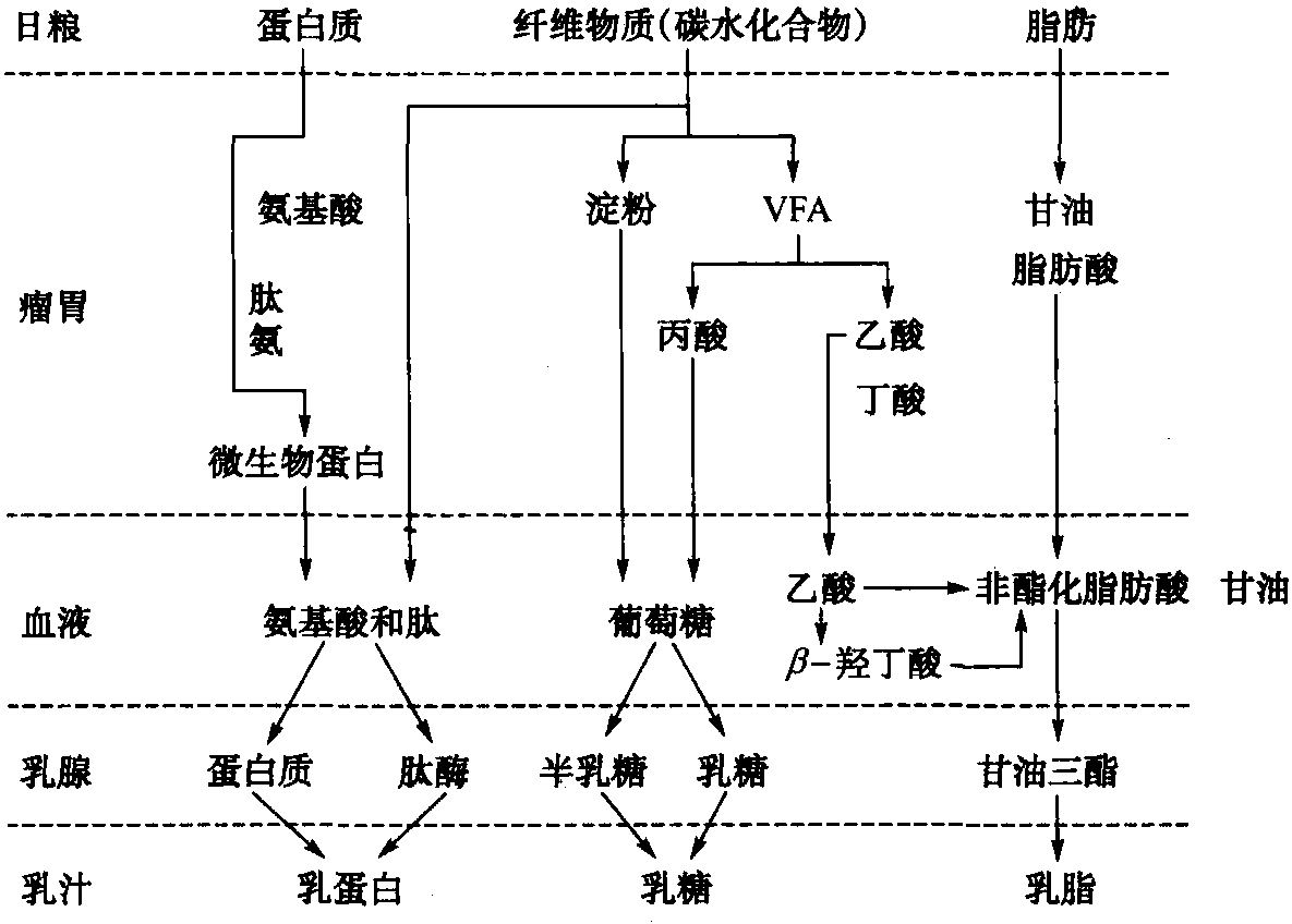 一、乳脂肪酸的合成